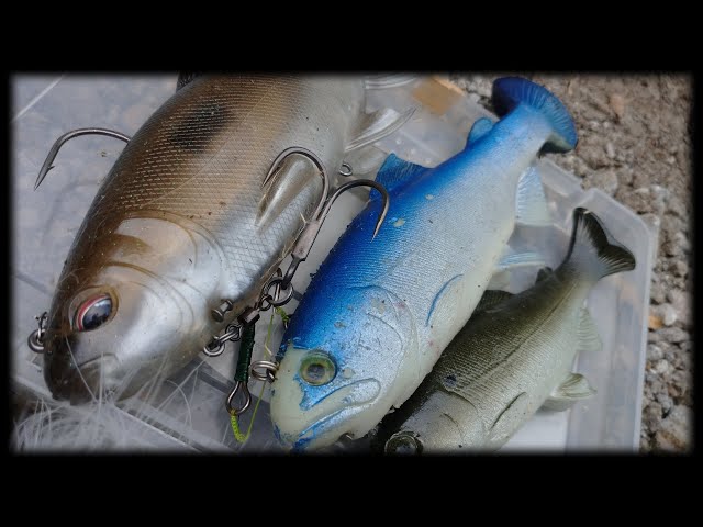 Huddle Trout] The most successful swimbait in the world, and the