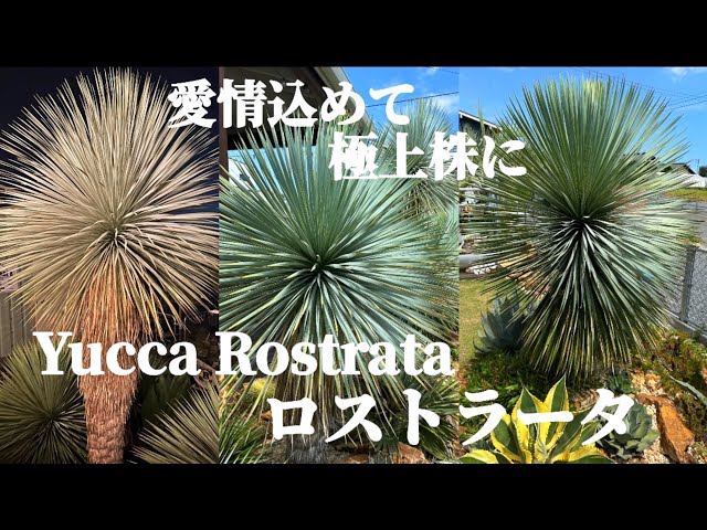 Yucca rostrata] Recommended as the main tree for your dry garden