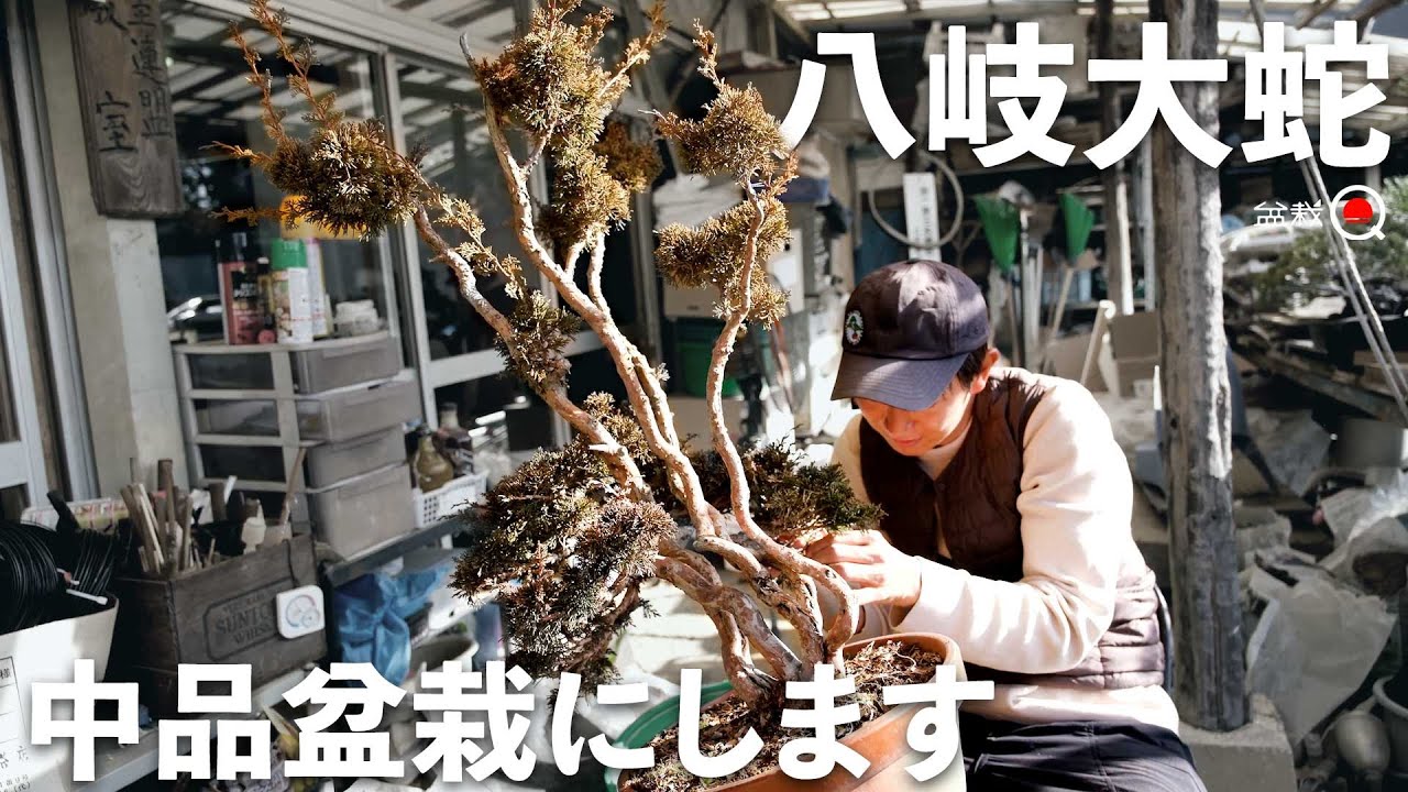 I made a monster-like juniper into a medium-sized bonsai. [Bonsai