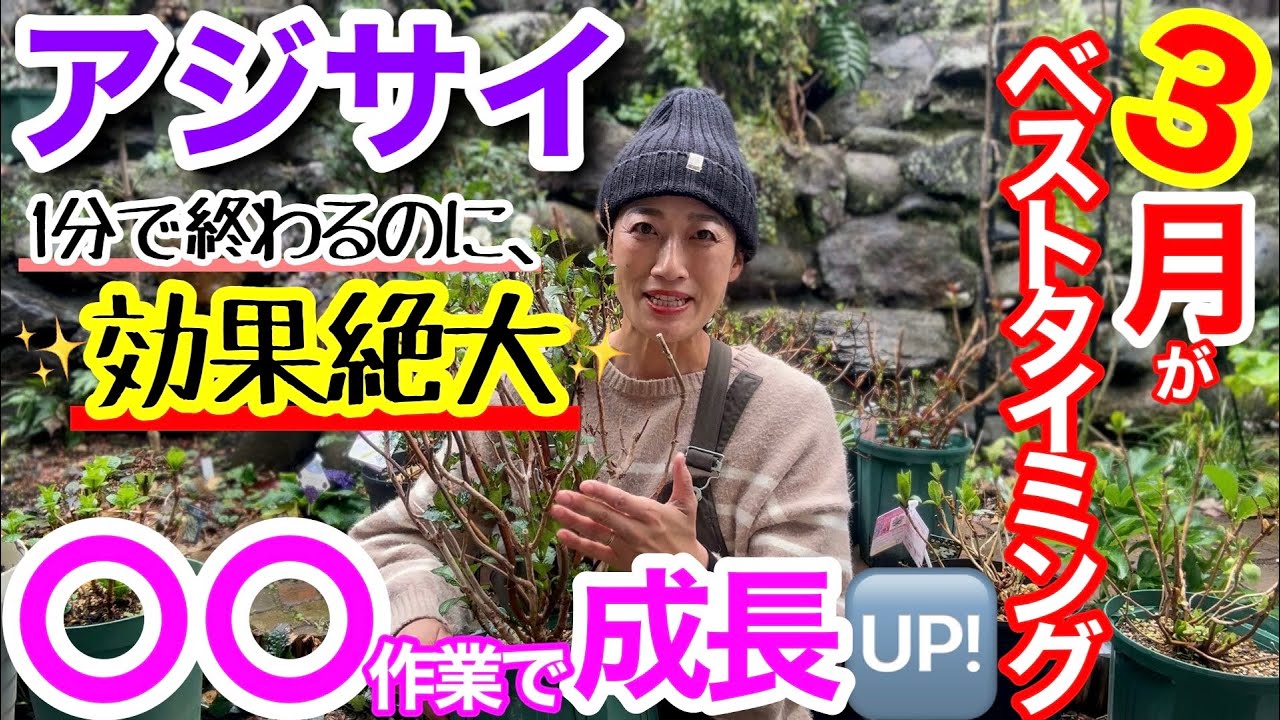 真夏だって増やせる】真夏の「挿し木・挿し芽」事情 / 発根するの？鉢