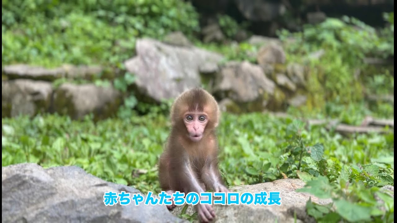 赤ちゃんサルのココロの成長 - YouTube