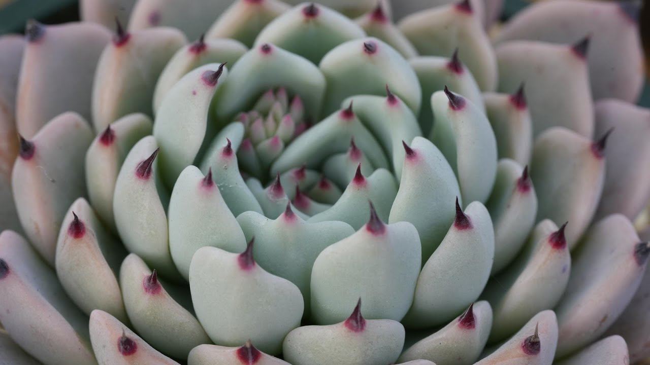 133【爪が好きです】個性豊かな爪をじっくり観察。奥深い魅力にご案内