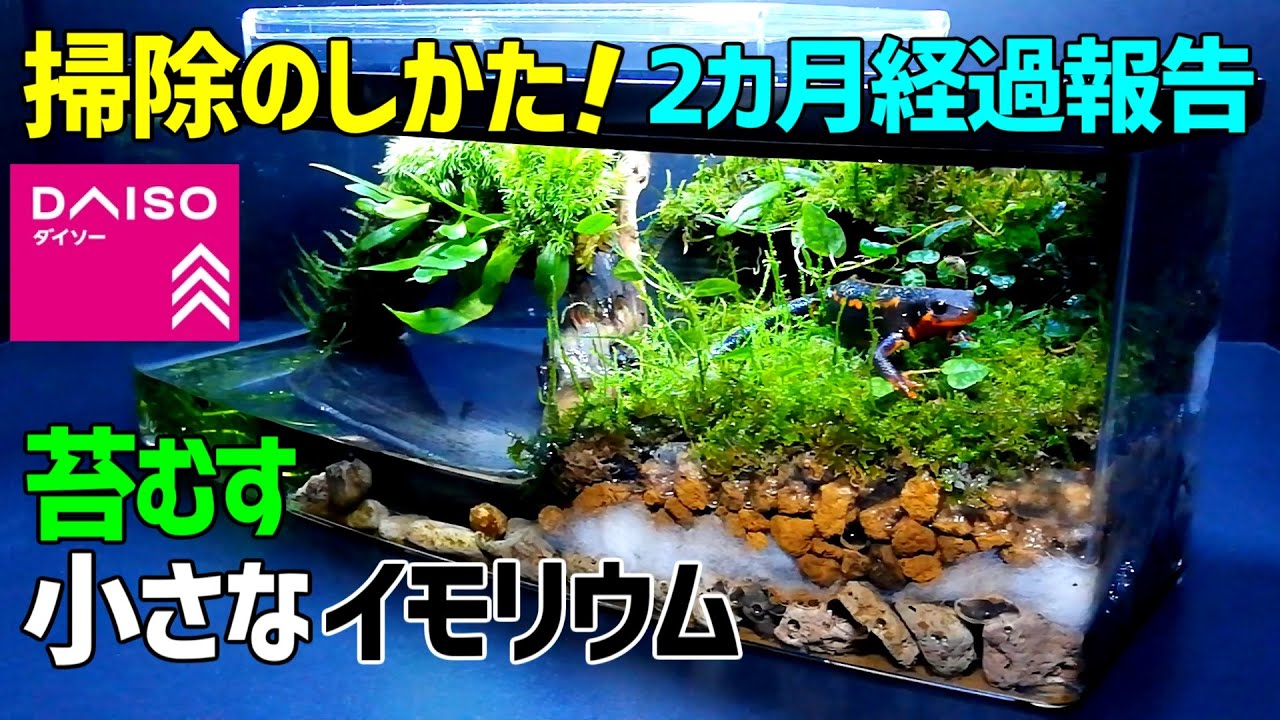 ジャゴケ(蛇苔) リクエスト用ページ イモリウム アクアリウム 観賞用