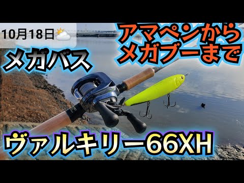 Saturday morning sea bass information: The potential of the