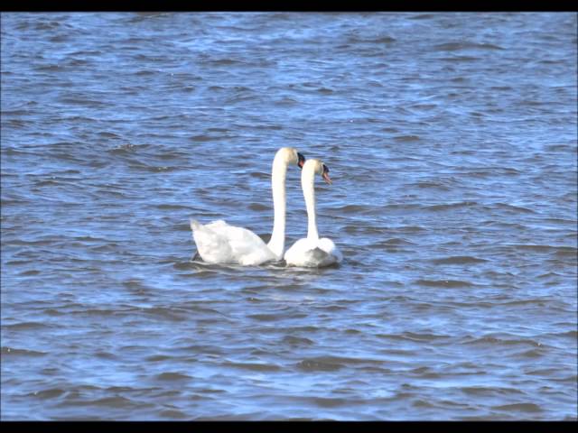 バレエ音楽｢白鳥の湖｣：情景(第2幕)［ナクソス・クラシック・キュ