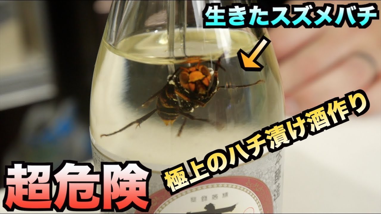 Very dangerous] Putting live hornets into sake makes the best sake