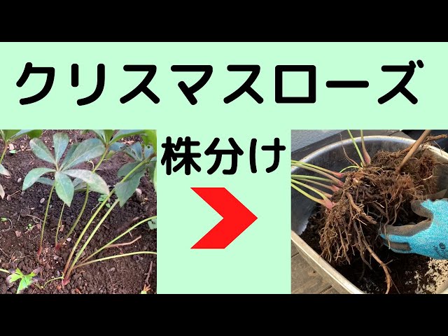 ガーデニング】クリスマスローズの株分けをしました！ 成長期の前に