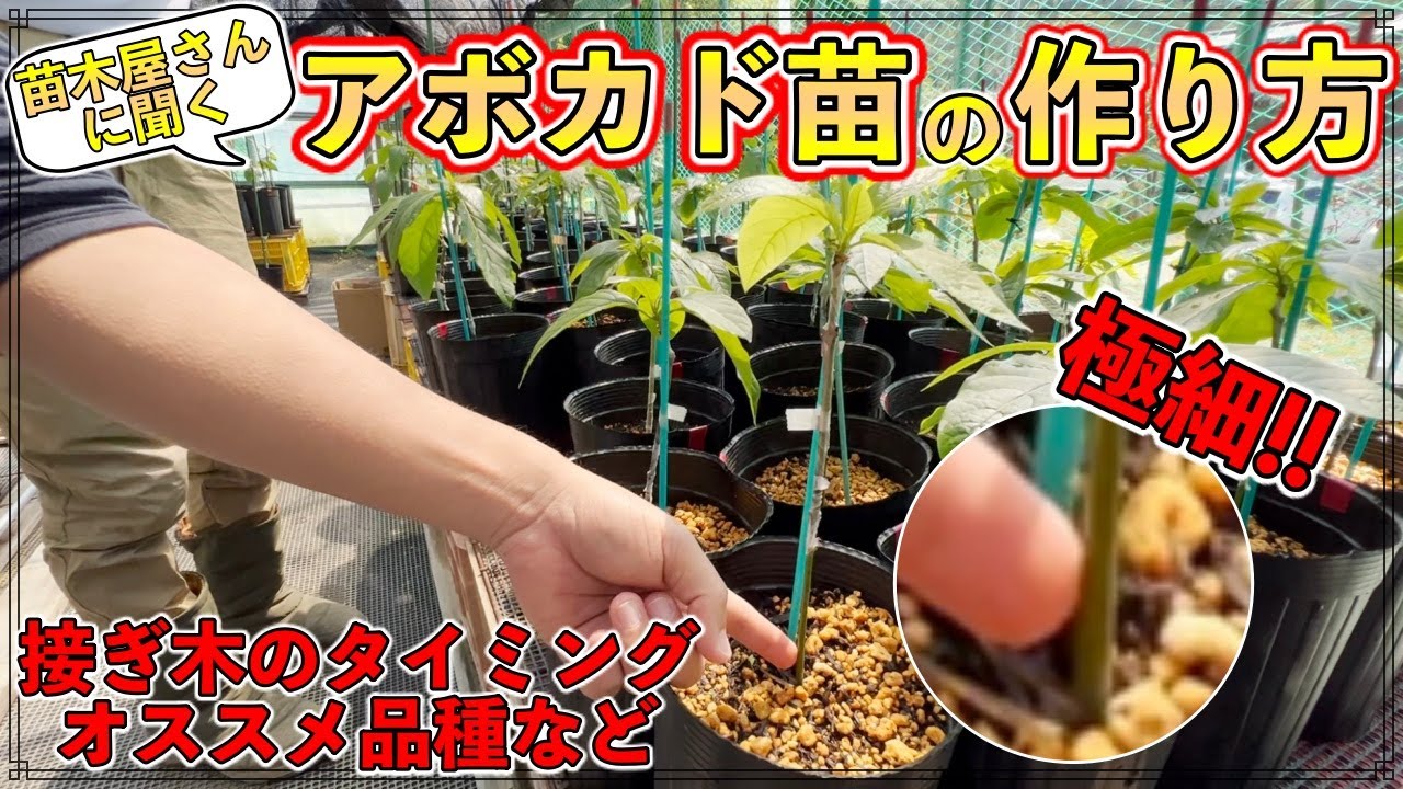 苗木生産者に聞く】苗の作り方，接ぎ木のコツ，台木や品種，ハスでも