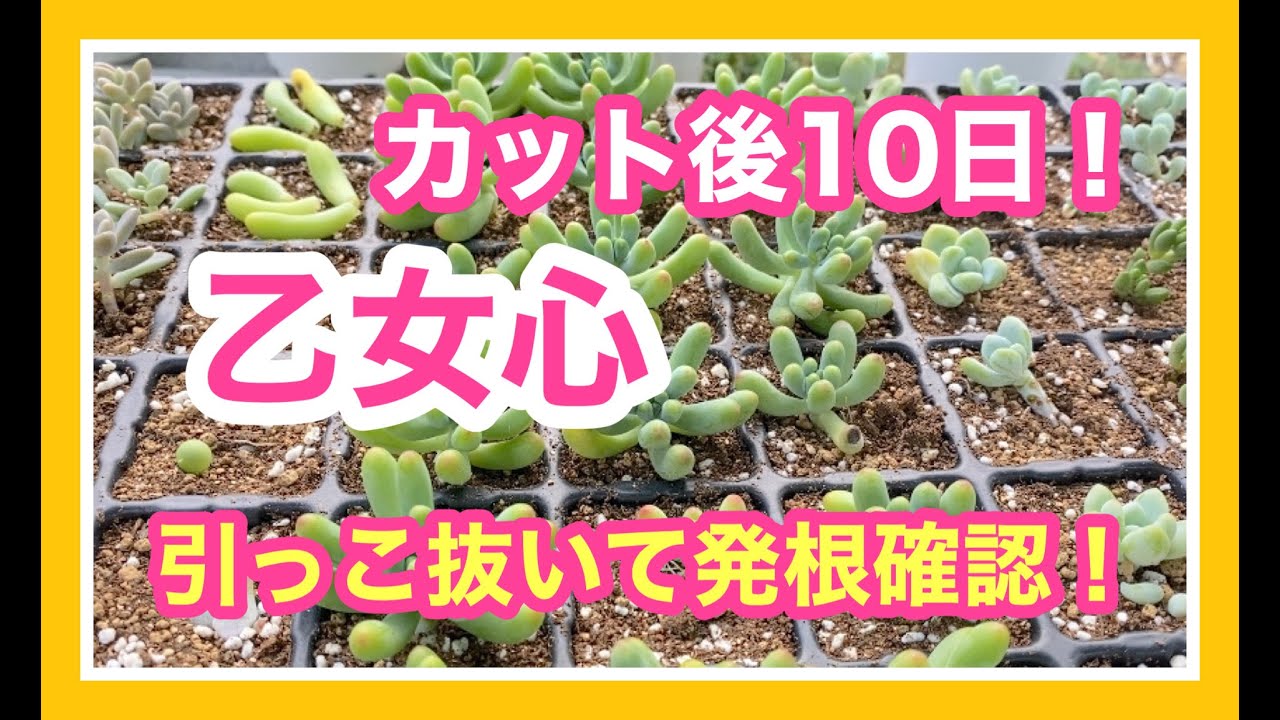 多肉を増やそう】乙女心❣️カット後10日目❣️全部引っこ抜いて発根