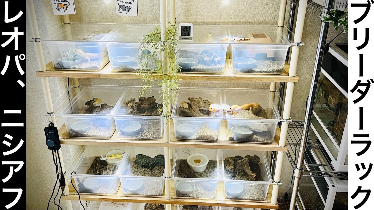 100匹入る☆レオパマンションを自作してみた～♪ - YouTube