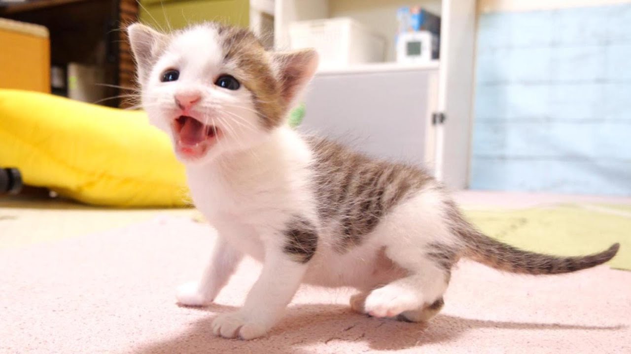 The kitten is crying out for milk. [Please turn on the subtitles