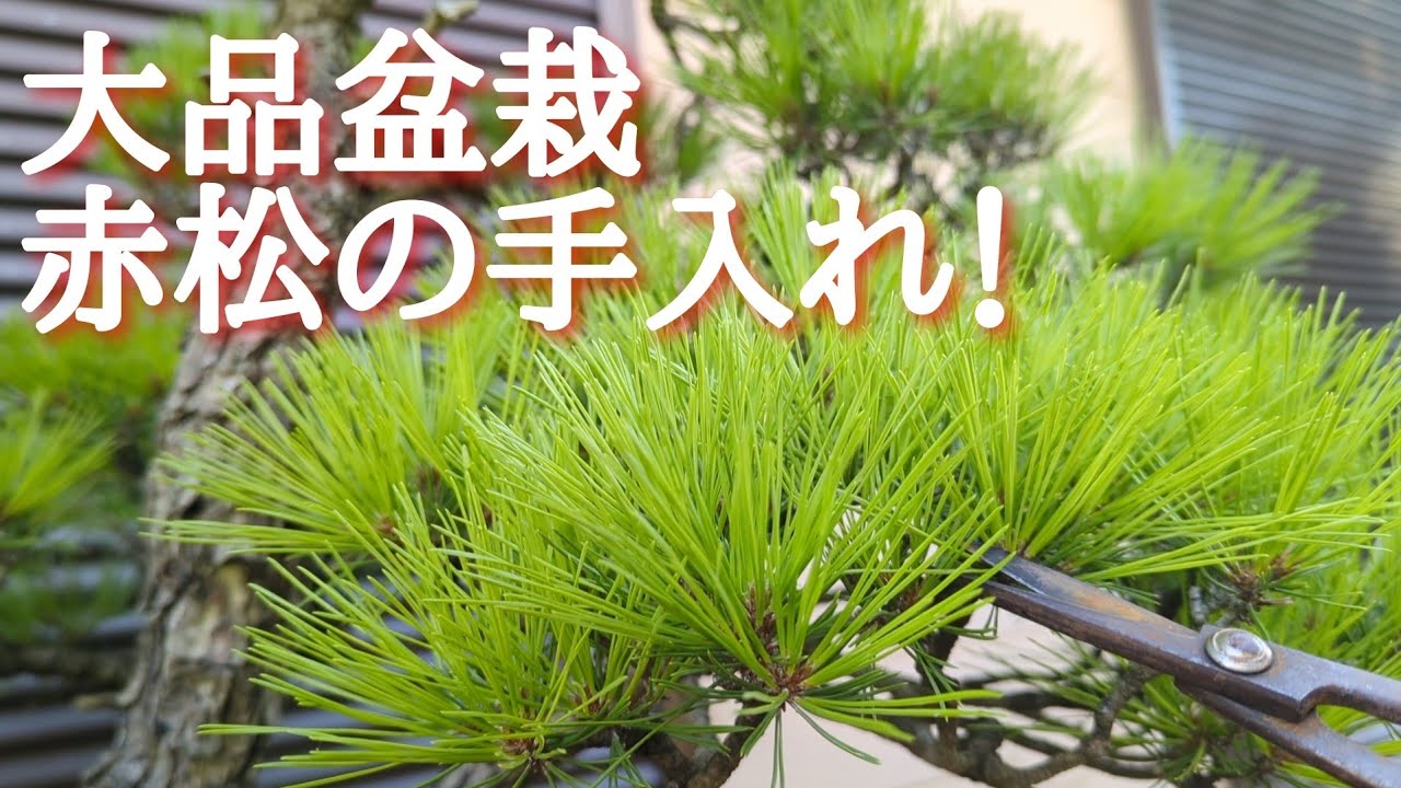 大品盆栽赤松の手入れ！ - YouTube