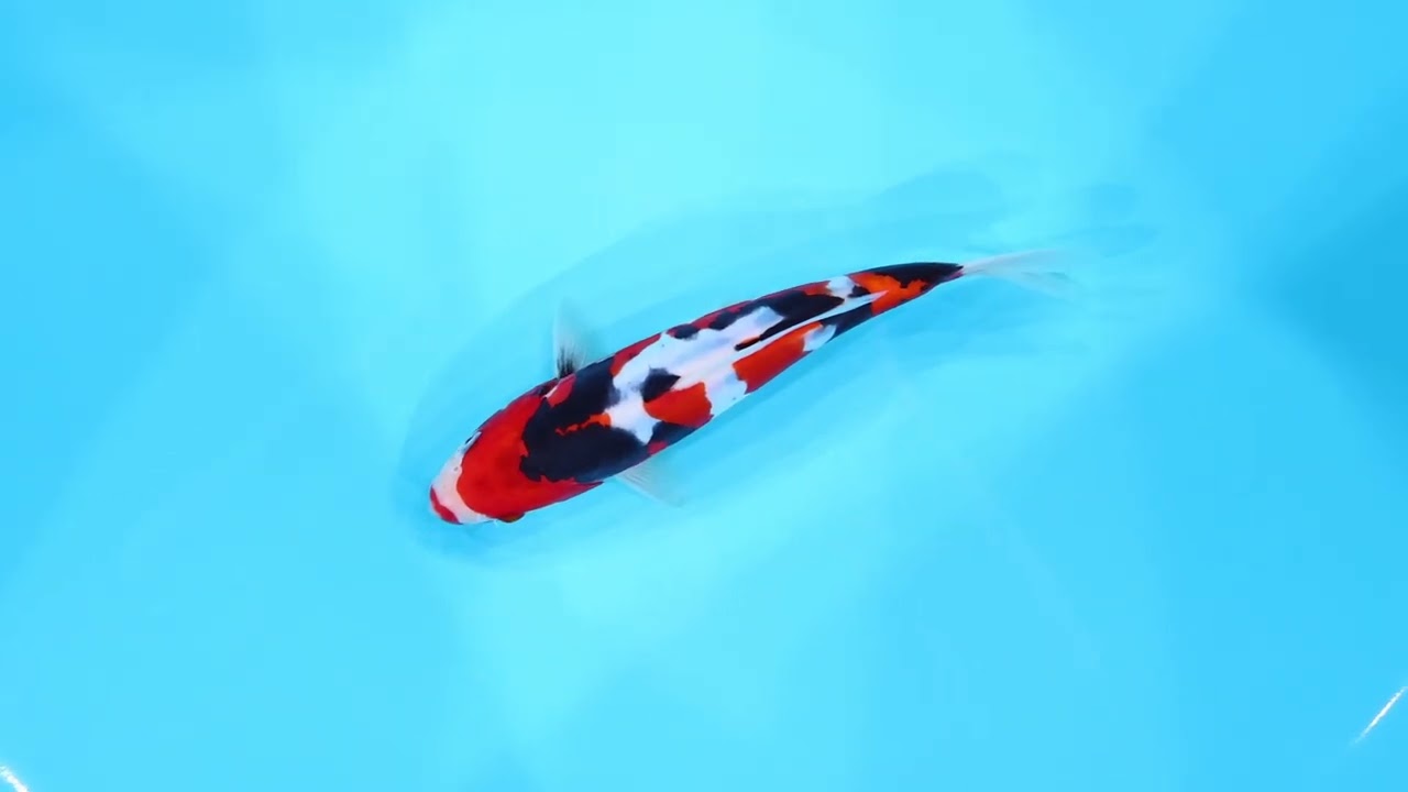 若鯉大会スペシャルオークション！】260302-053の出品鯉のご紹介