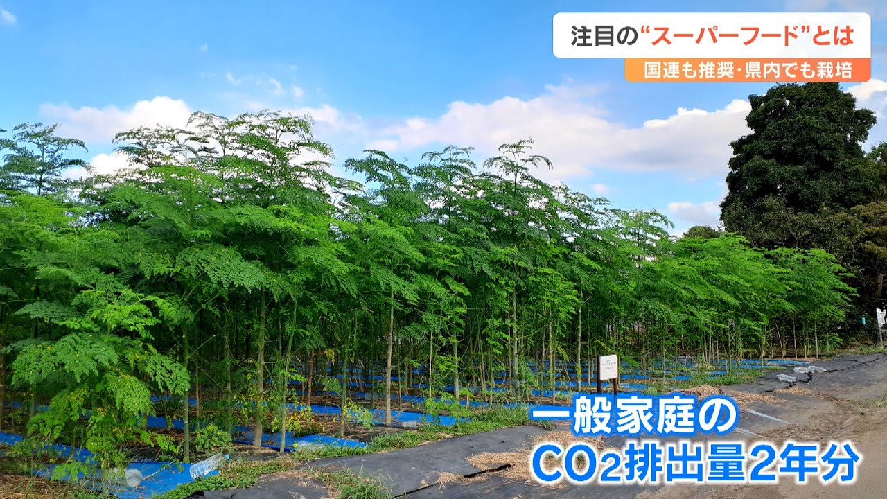 国連も推奨、スーパーフード「モリンガ」とは “奇跡の木”国内で栽培