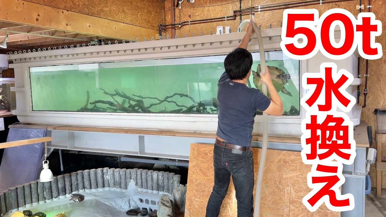 We introduce the routine of changing the water in the reptile