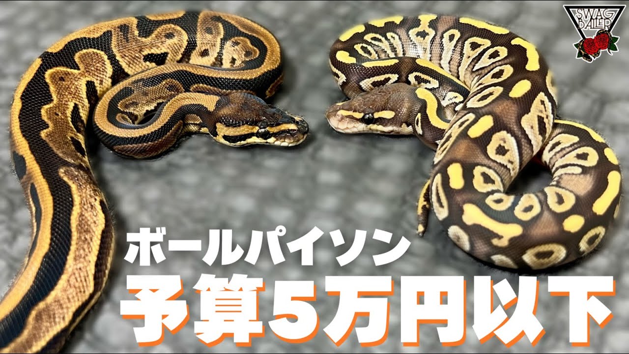 Video Exclusive Price] Introducing a ball python you can adopt for