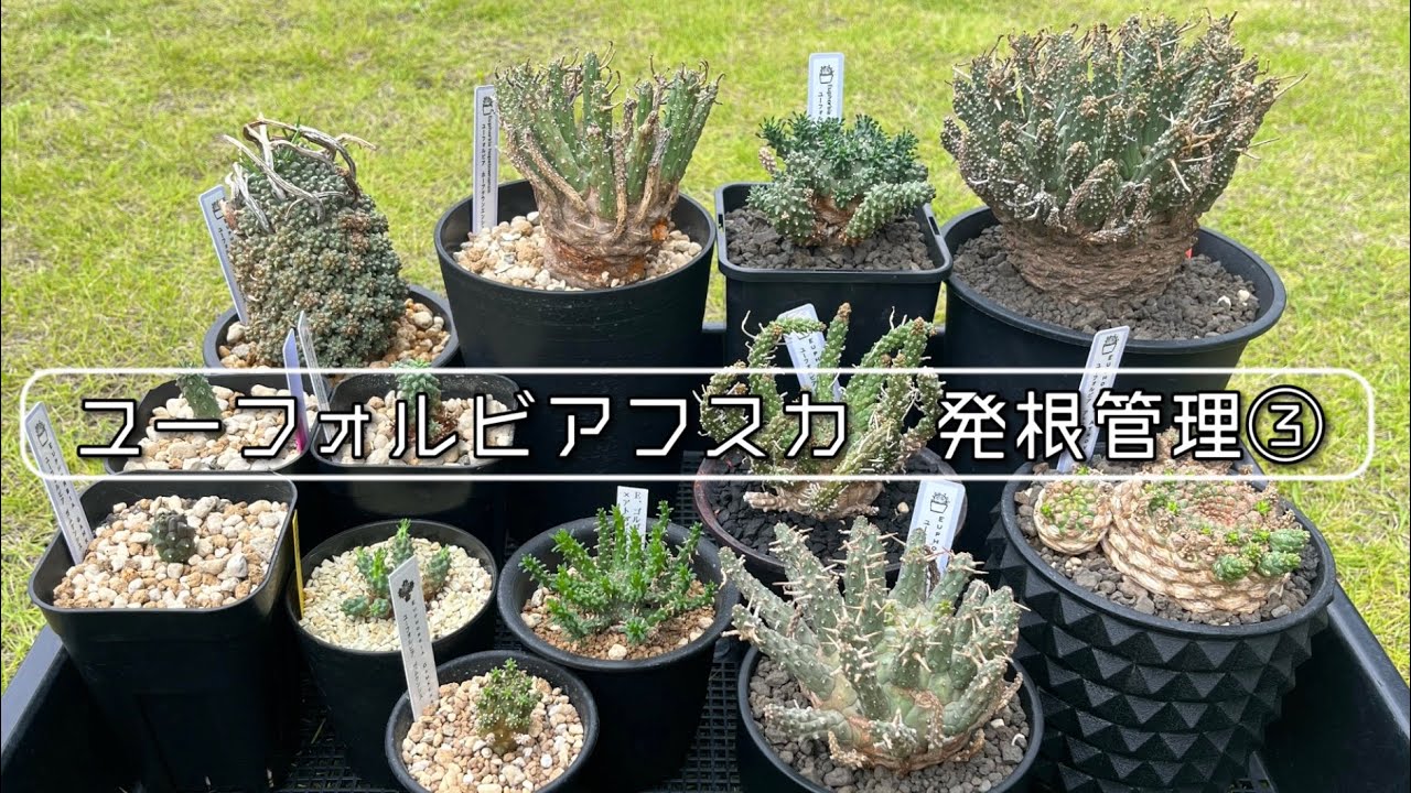 ユーフォルビアフスカ 発根管理③/ Euphorbia fusca rooting ③ - YouTube