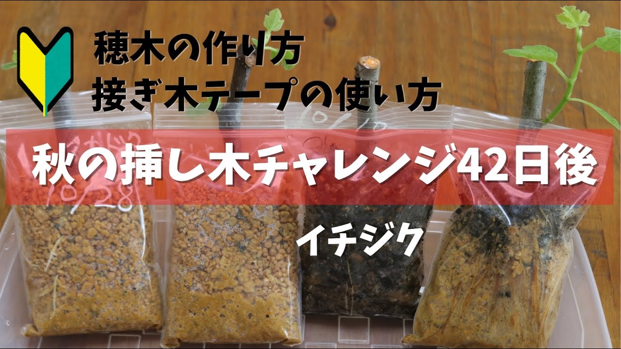 Fig] 42 days after the autumn cutting challenge. This video shows