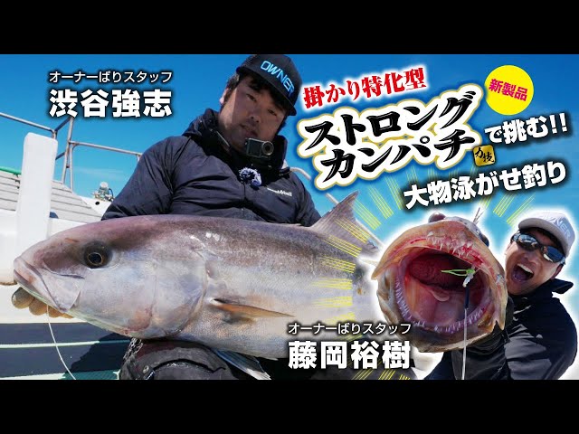 掛かり特化型ストロングカンパチで挑む大物泳がせ釣り 土佐清水 - YouTube