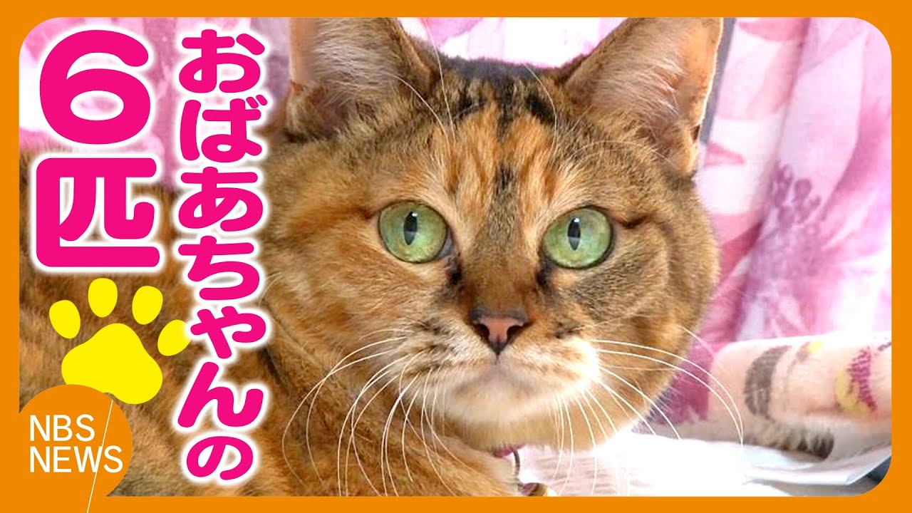 おばあちゃんのかわいい6匹 - YouTube