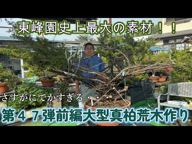 盆栽】第47弾前編 大型真柏荒木作り【東峰園史上最大の素材です