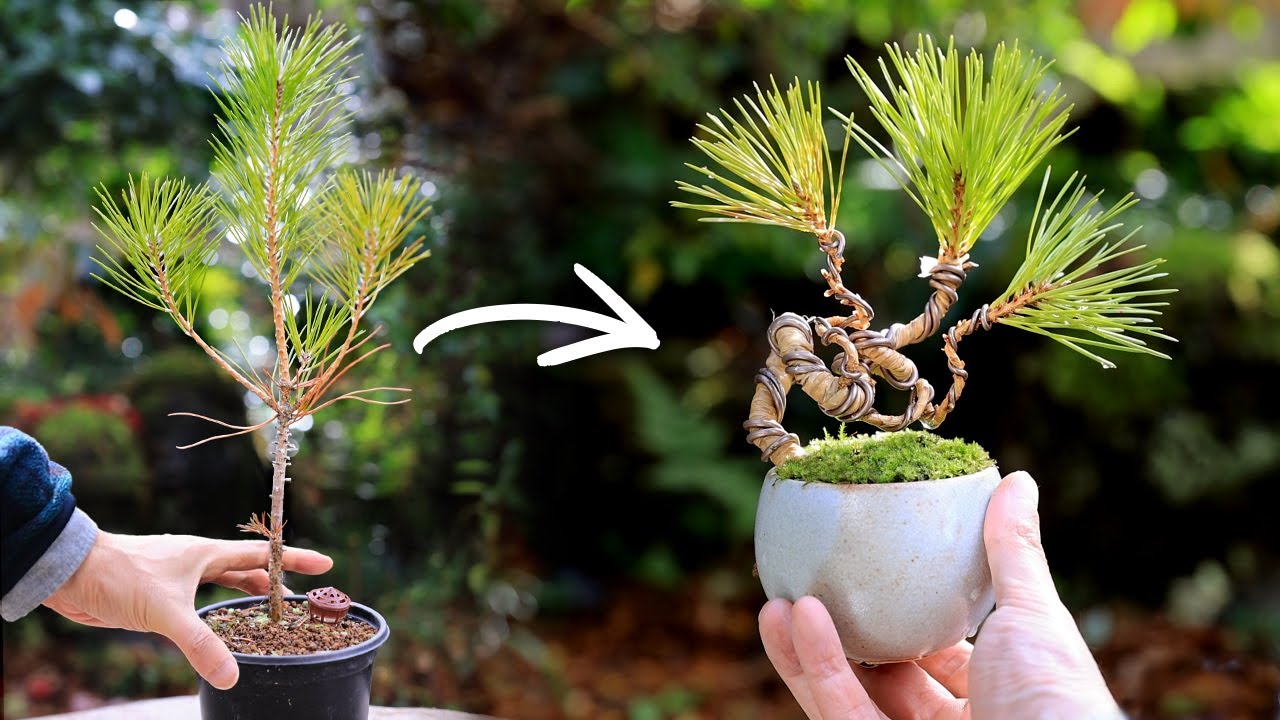 Black pine folding teacup MINI BONSAI～Make the elongated black