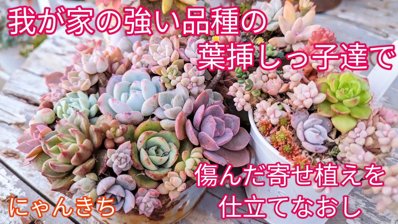 多肉植物】我が家の強い品種の葉挿しっ子達で寄せ植えを仕立て直しし