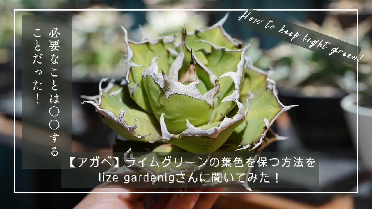 アガベ】ライムグリーンの葉色を保つ方法をlize gardenigさんに聞いて