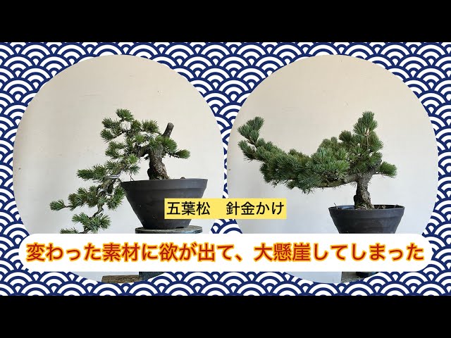 盆栽 五葉松 針金かけ 見かけない形の素材に欲が出て大懸崖にしちゃっ