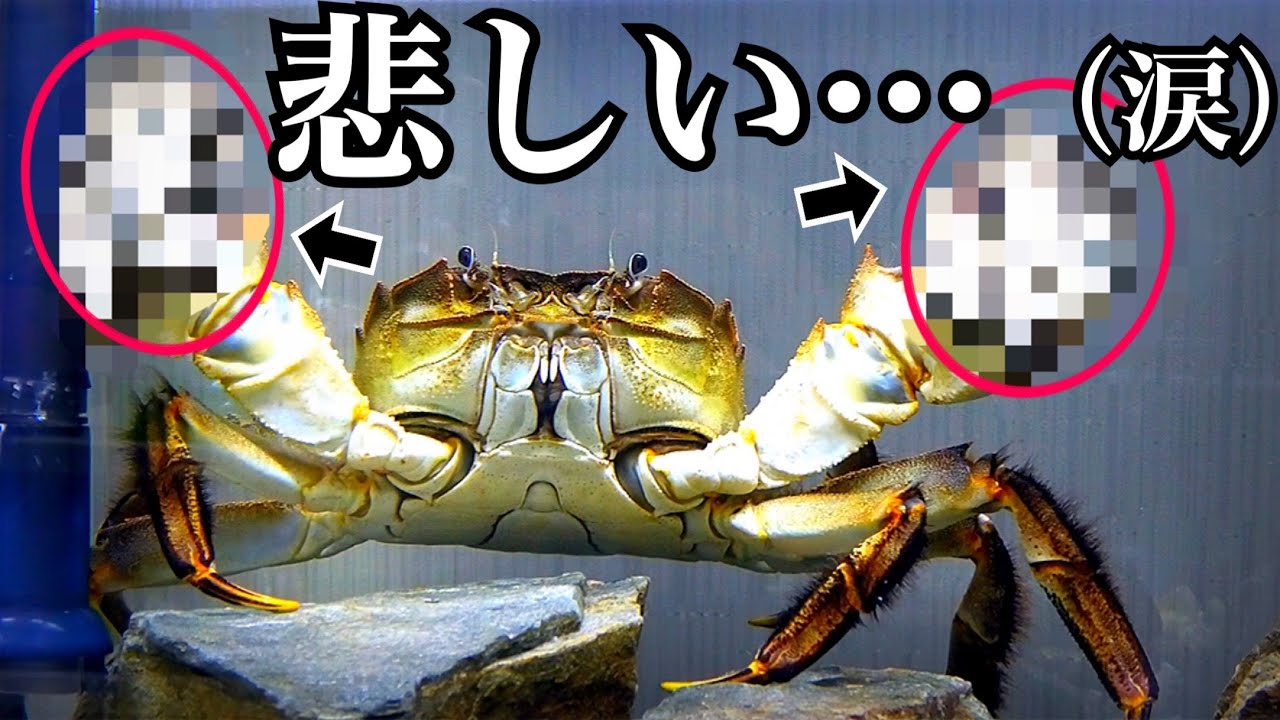 新春セール【グラキリス】塊根！レア！手のひら型、蟹型 新春セール