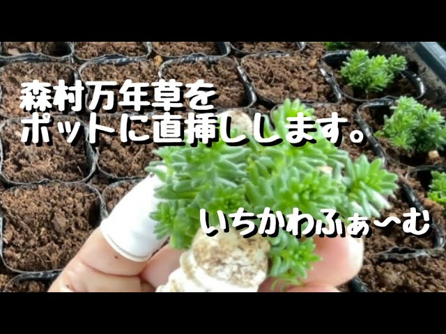 森村万年草をカットしてポットに直挿しします。 - YouTube