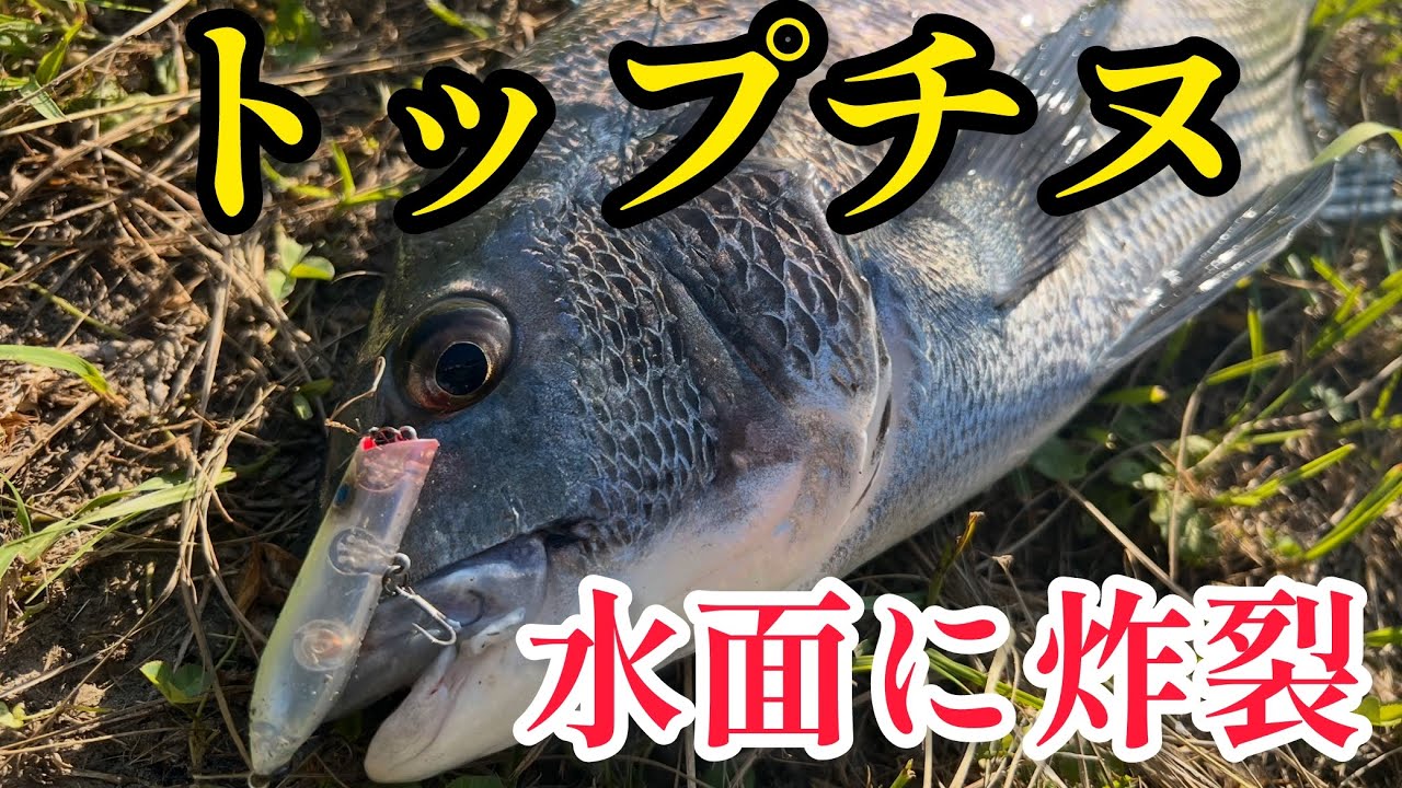 Top Black Porgy] The potential of this river was incredible! Over