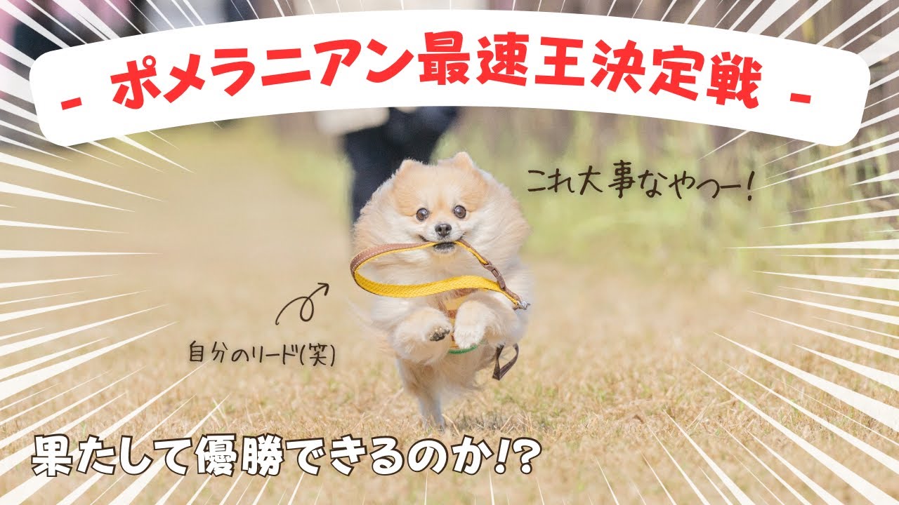 ポメラニアン最速王決定戦】優勝目指して、愛犬と50m駆け抜けた結果