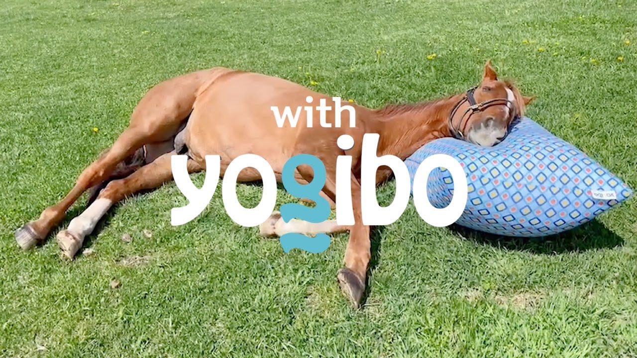 公式】with Yogibo｜WE ARE Yogibo USERS | Yogibo公式オンラインストア