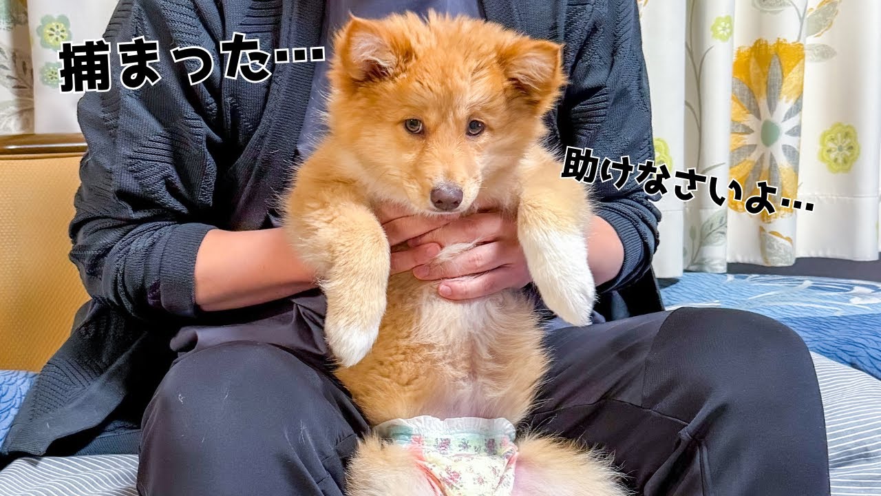 Wild dog puppy] This happened at my parents' house during the New