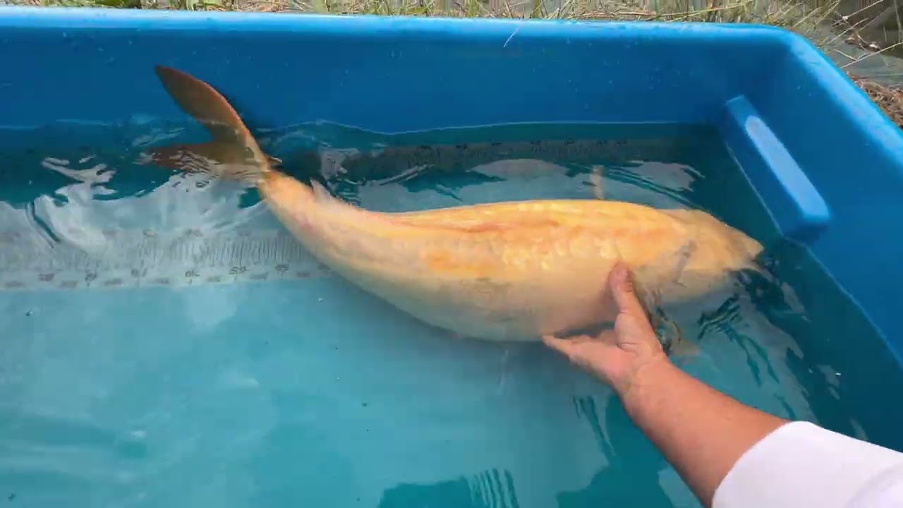 maxresdefault.jpg?sqp=-