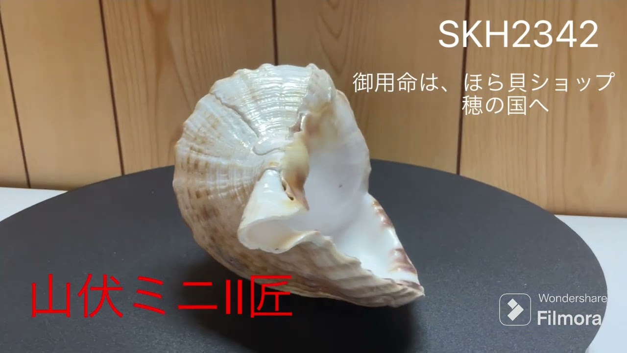 法螺貝（ほら貝）販売のお店