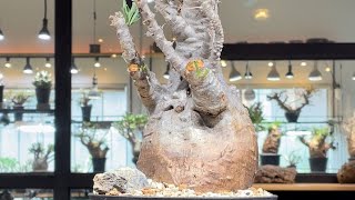 パキポディウム サンデルシー Pachypodium 発根済 (ps-001) | RISE