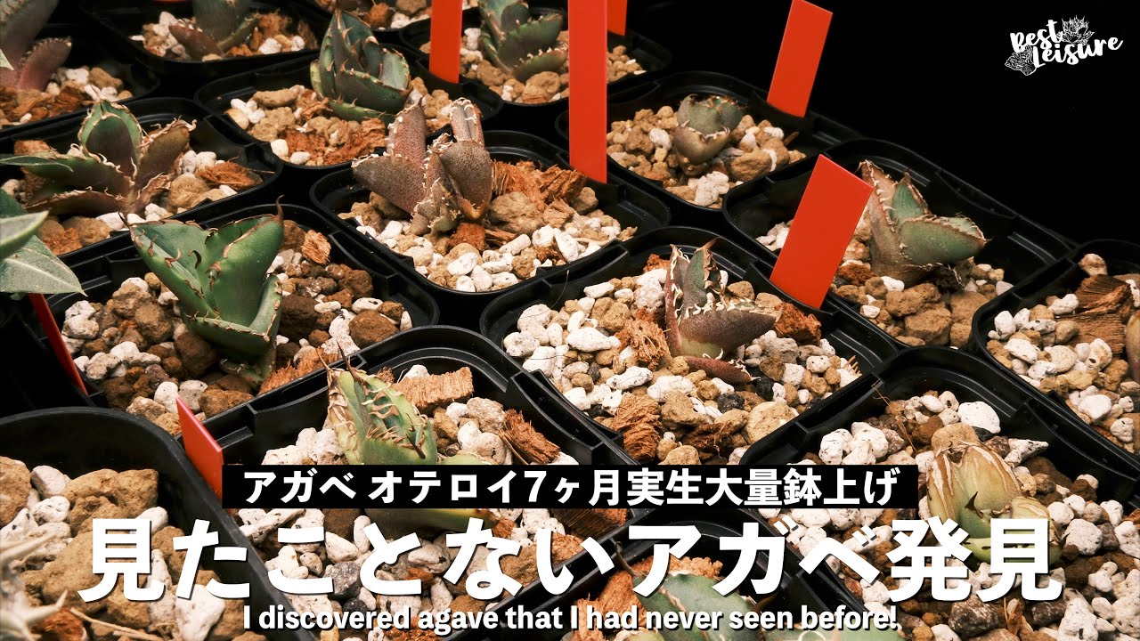見たことないアガベ】オテロイ超選抜！背中を労われ！7ヶ月実生大鉢