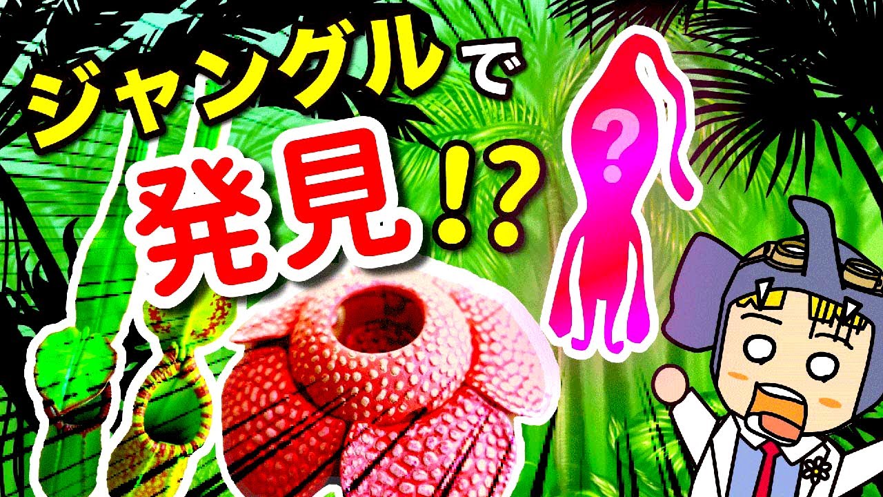 Dwarf Encyclopedia] The jungle is full of danger!? An unknown