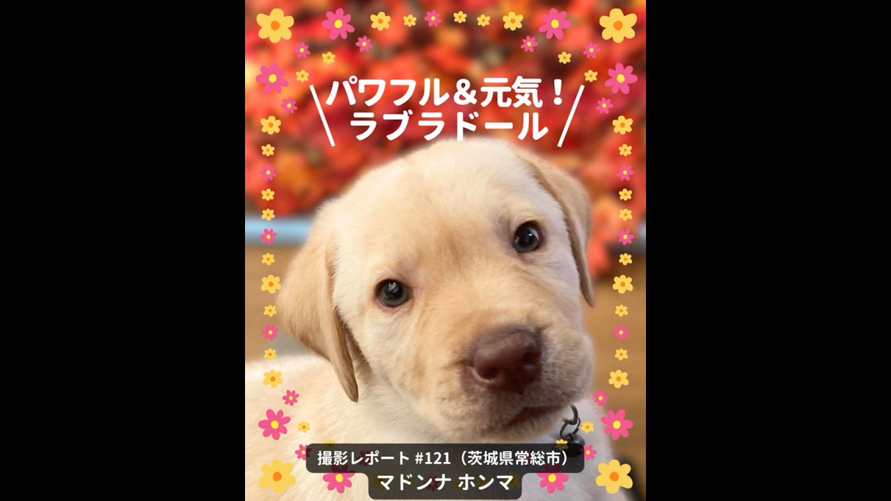 PICTWANカレンダー2026 ラブラドール・レトリーバー【L判】