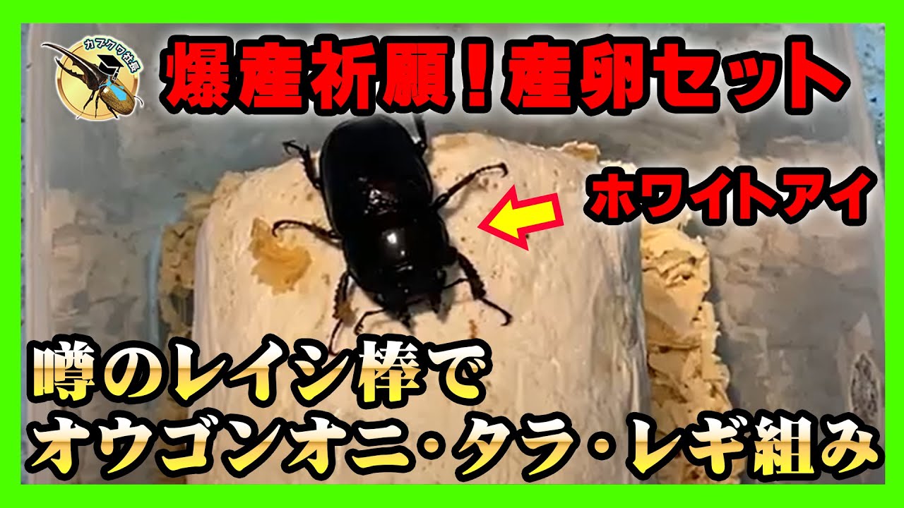 Challenge] We've put together a breeding set for the Golden Stag