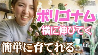 ポリゴナム 横に伸びてく 結構簡単 グランドカバー シンボルツリーの下