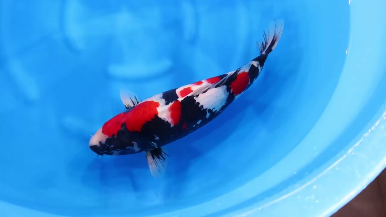 若鯉直前販売会2026】AJYKS2026-102の出品鯉のご紹介！！ - YouTube