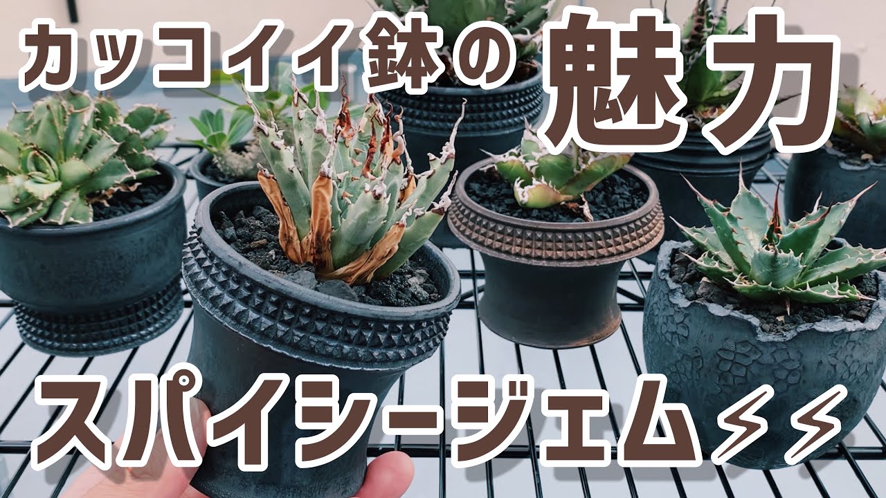 Introducing cool pots for agave - YouTube