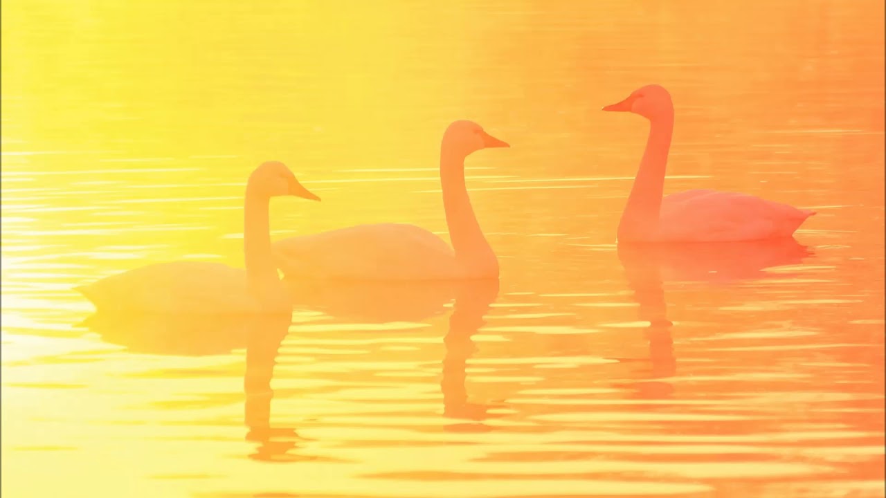 チャイコフスキー: バレエ音楽｢白鳥の湖｣：白鳥たちの踊り (第2幕