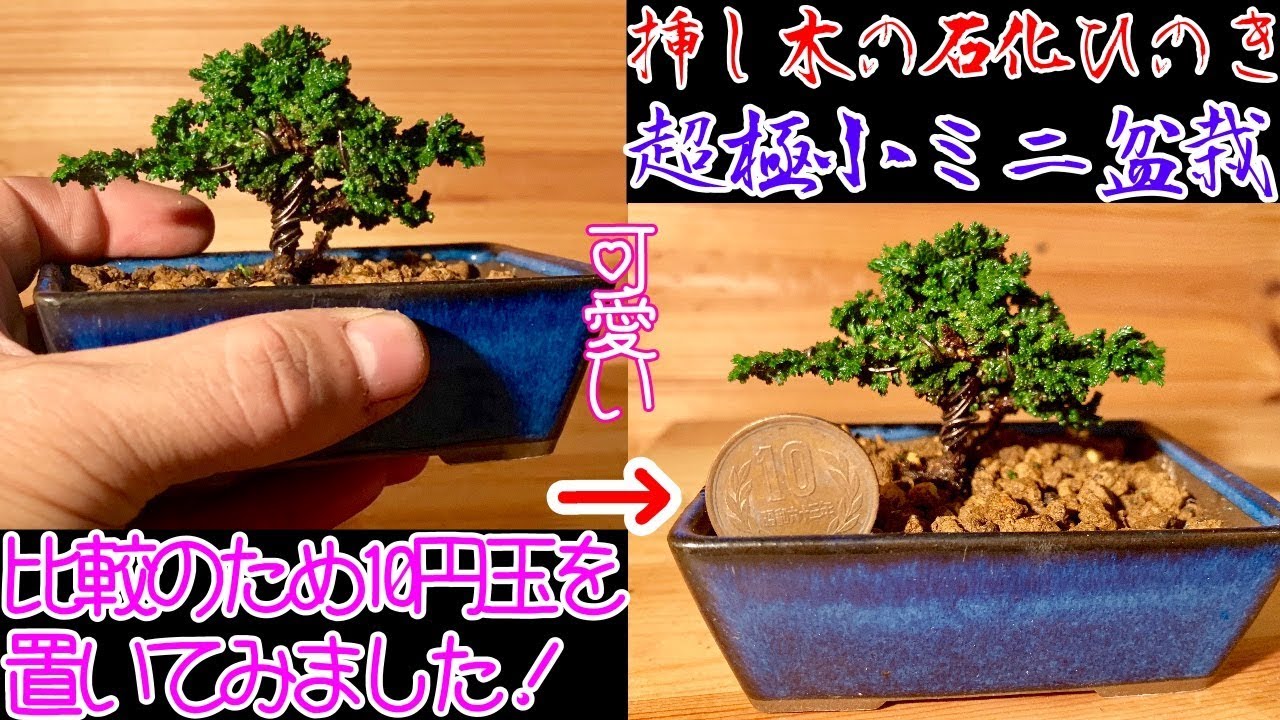 挿し木で作る超極小石化ひのきのミニ盆栽^ - ^How to create bonsai