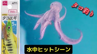 Holding a Daiso octopus lure 🐙 [Underwater video] Sakata Kitako