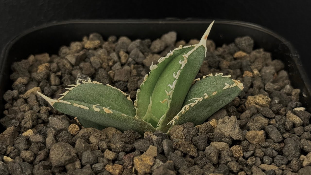アガベ・チタノタ 白毫刺（芽）-007｜agave titanota | Plus_Plant