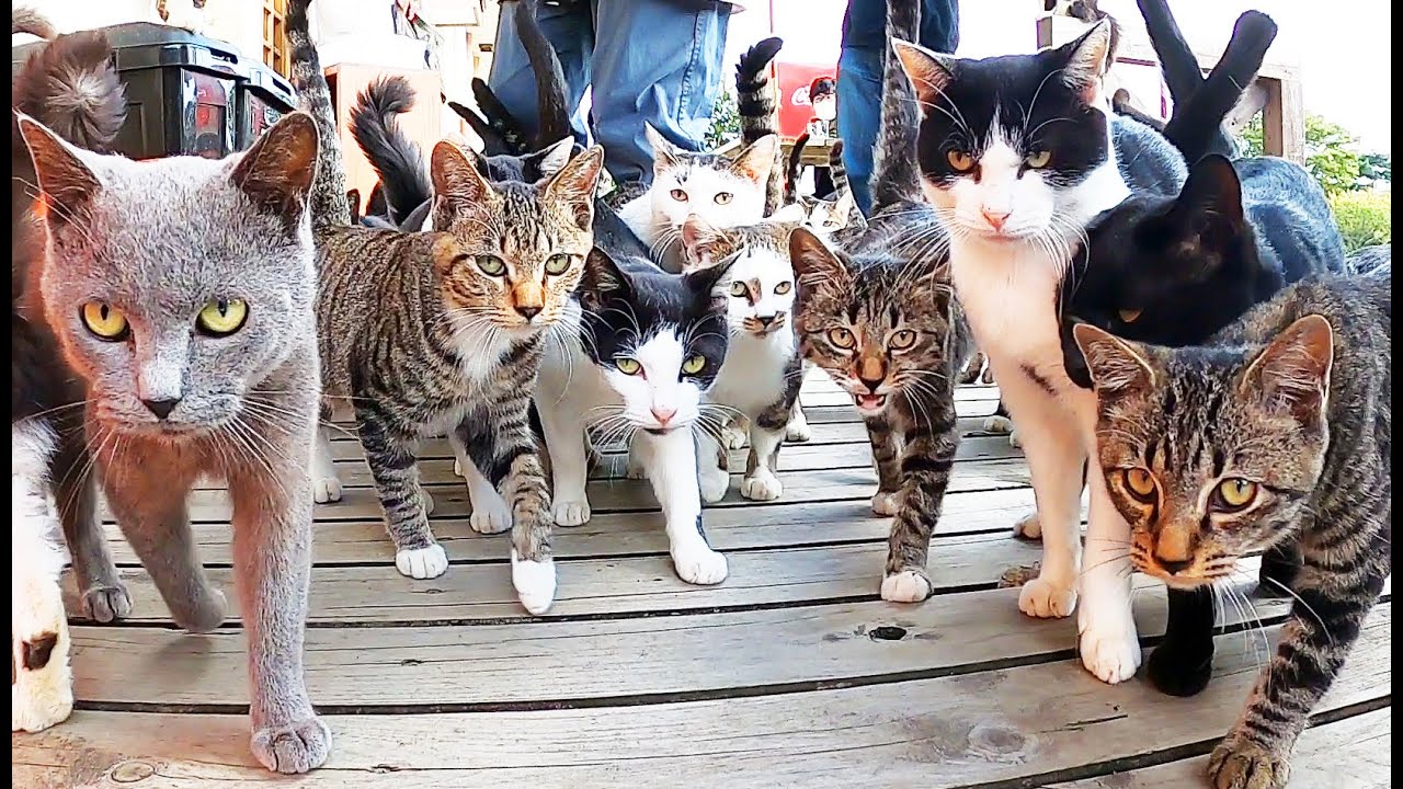 猫島のにゃんこ共和国のエサやりがすさまじ過ぎて猫好きにはたまらない